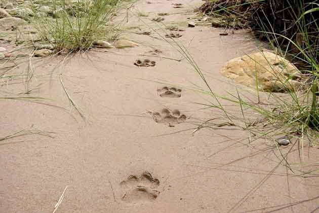 Pugmark-image